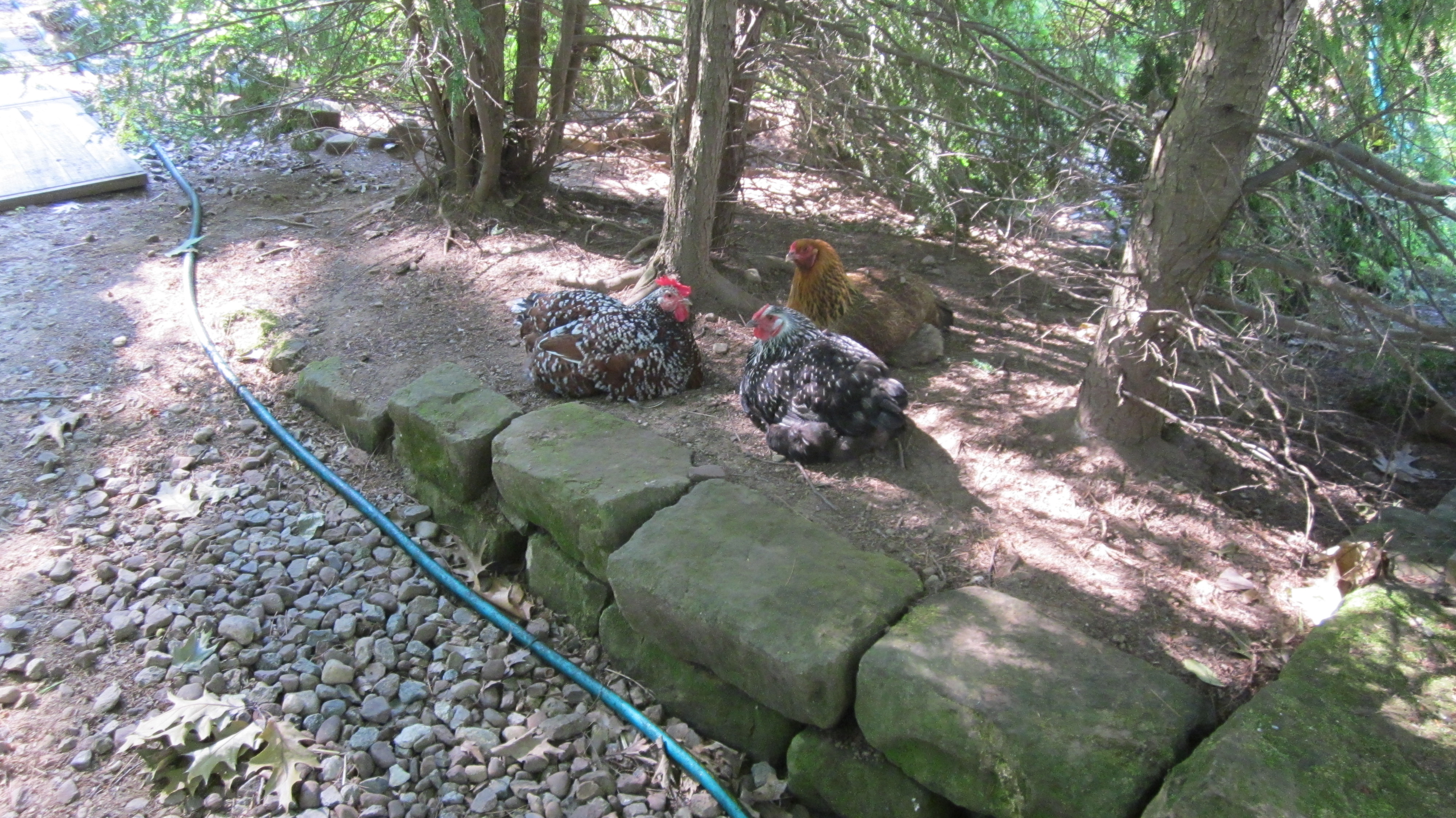 A Chicken Meeting